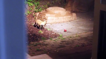 Забавный Лисенок играет с мячиком