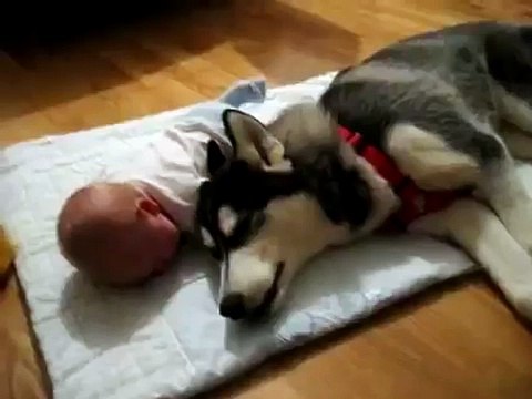 Заботливая Хаски плачет вместе с малышом