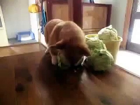 Злая собака Капусту пожирака