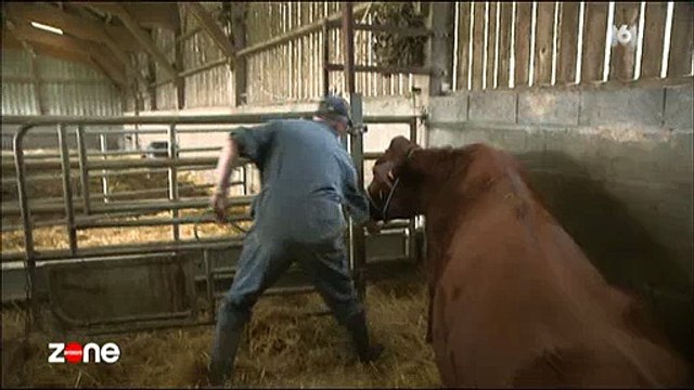 Zone Interdite filme la naissance d'un veau qui a failli tourner à la catastrophe - Regardez