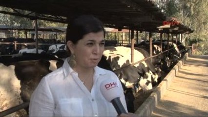 Adana Prof. Dr. Koluman: Süt Veren Hayvanlar Kesime Gönderiliyor