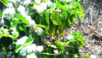 Coffee Flowering Season, Mùa Hoa Cà Phê Nở Rộ - Điểm Đến Cho Dân Phượt 2016