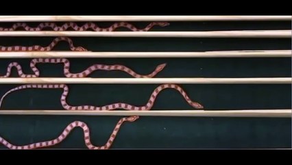 Как ползают Змеи, техника движения