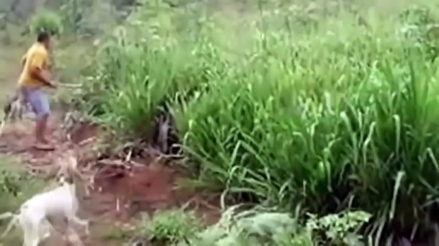 Кабан атакует, нападение кабанов на человека