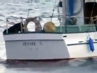 Косатка играет с собакой на корабле