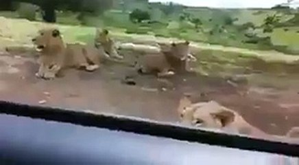 Lions Opened the Door