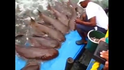 Кошачьи Акулы приплыли пообедать