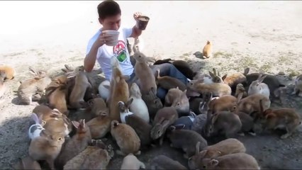 Кроличий остров Окуносима рай для кроликов