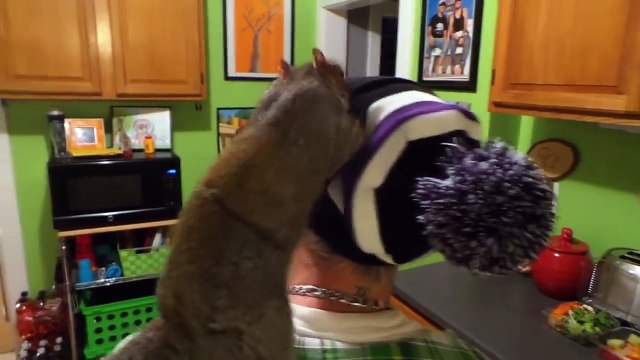 Куда Белки прячут орехи Самые надежные места