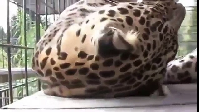 Леопард тоже кошка. Смешному леопарду тоже нравится как кошке