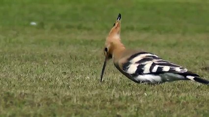 A beatifull Hoopoe