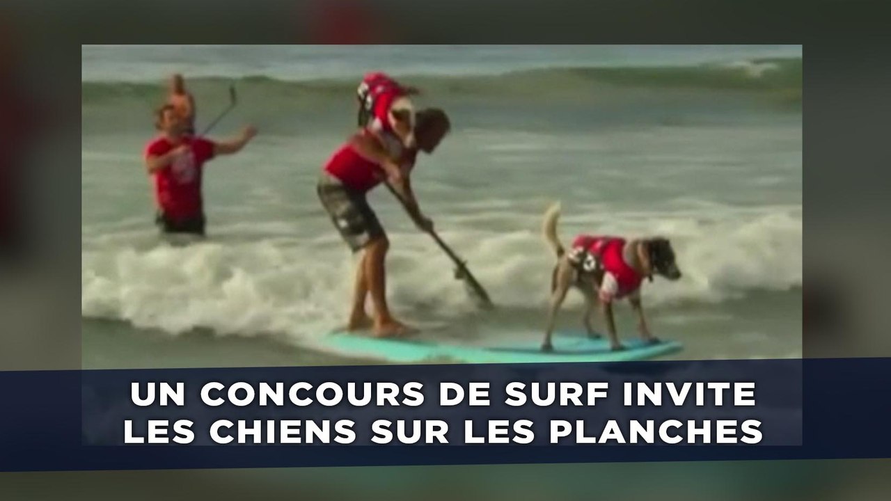 Un concours de surf invite les chiens sur les planches