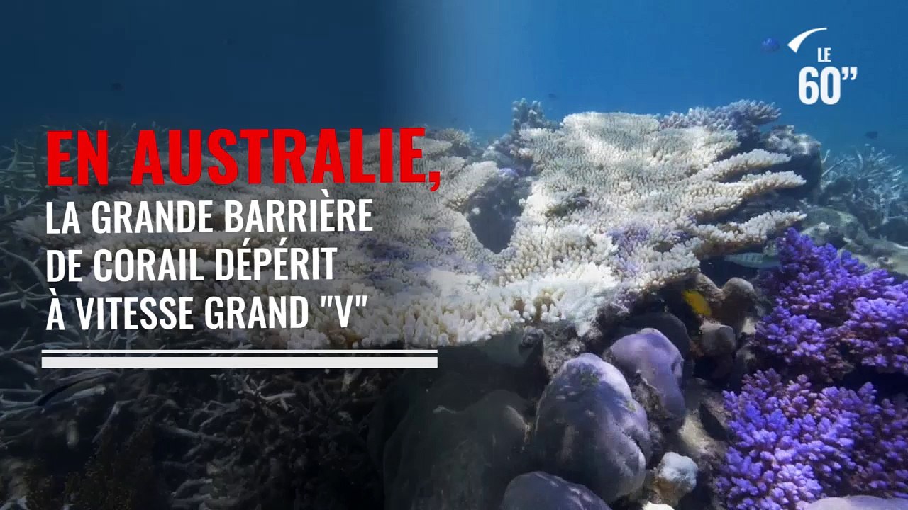 La grande barrière de corail menacée par le réchauffement