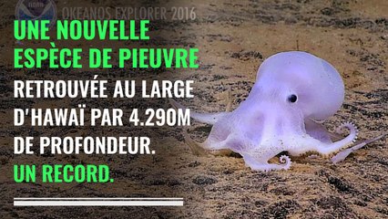 Une nouvelle espèce de pieuvre découverte au large d'Hawaï
