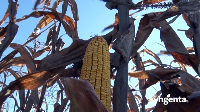 Hibrid kukuruza Pako - pakao za ostale hibride_439_13.02.2016.