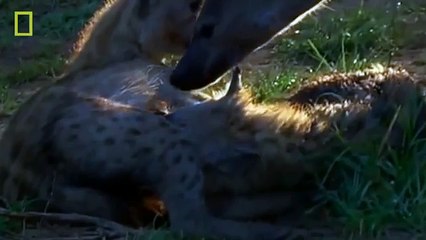 Animal Documentary National Geographic - LION VS HYENA - Lion Attack