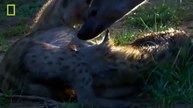 Animal Documentary National Geographic - LION VS HYENA - Lion Attack