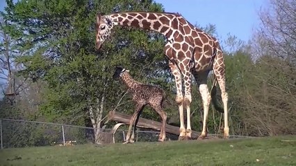 Video Giraffe birth cute baby