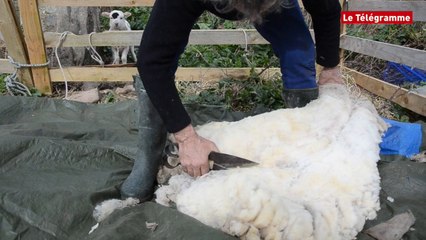 Arzon (56). Sur Er Lannic, on tond les premiers moutons