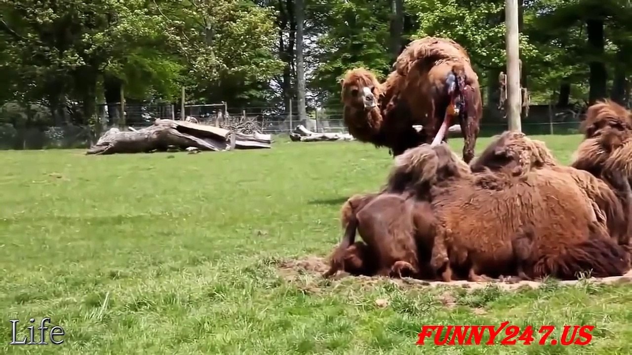 Camel mating and giving birth a baby