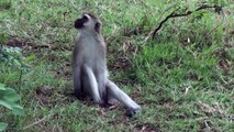 Vervet Monkeys at Lake Manyara