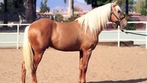 **For Sale** Golden Palomino Andalusian Stallion (S/P)