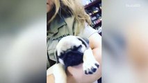 Bindi Irwin shows off adorable new puppy on Instagram