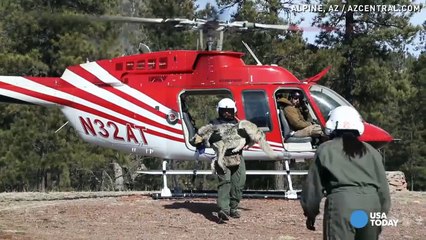 How Mexican gray wolves are tracked in the wild
