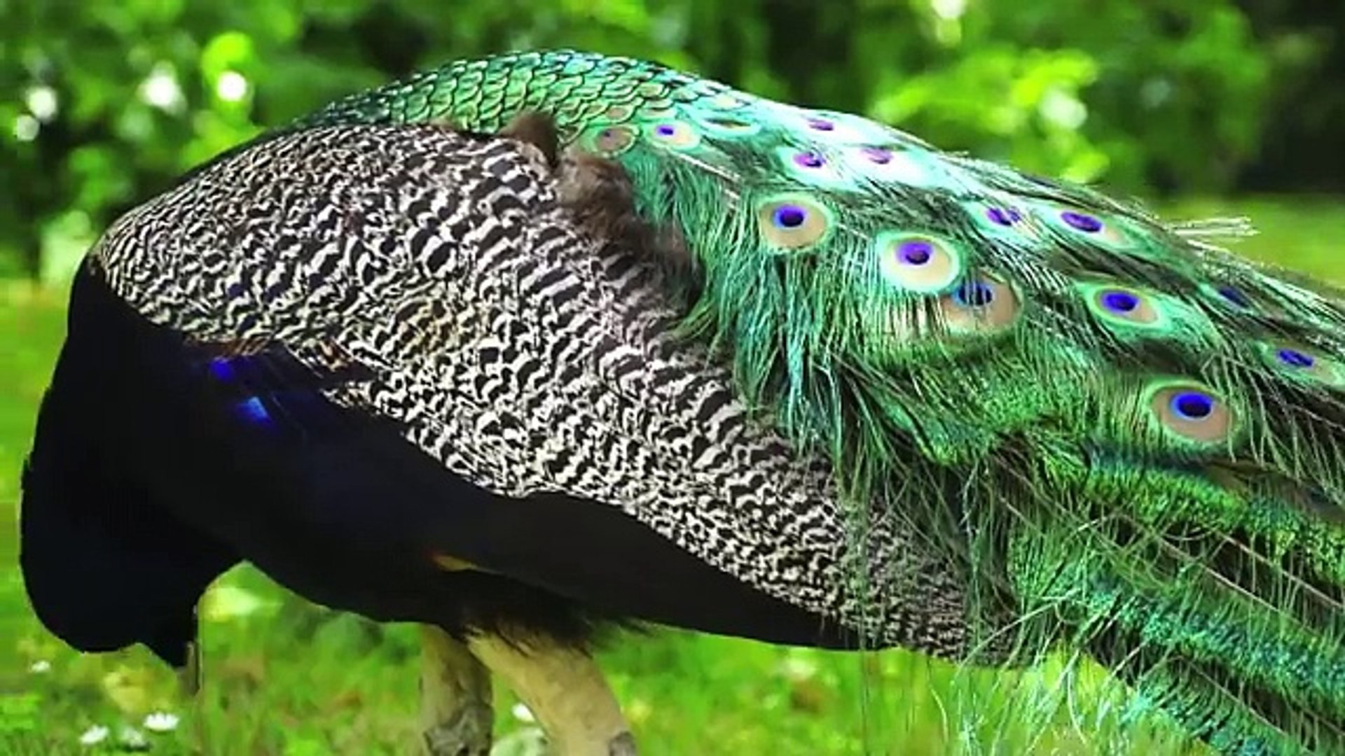 Peacock one of the most beautiful birds top songs 2016 best songs new songs upcoming songs latest so