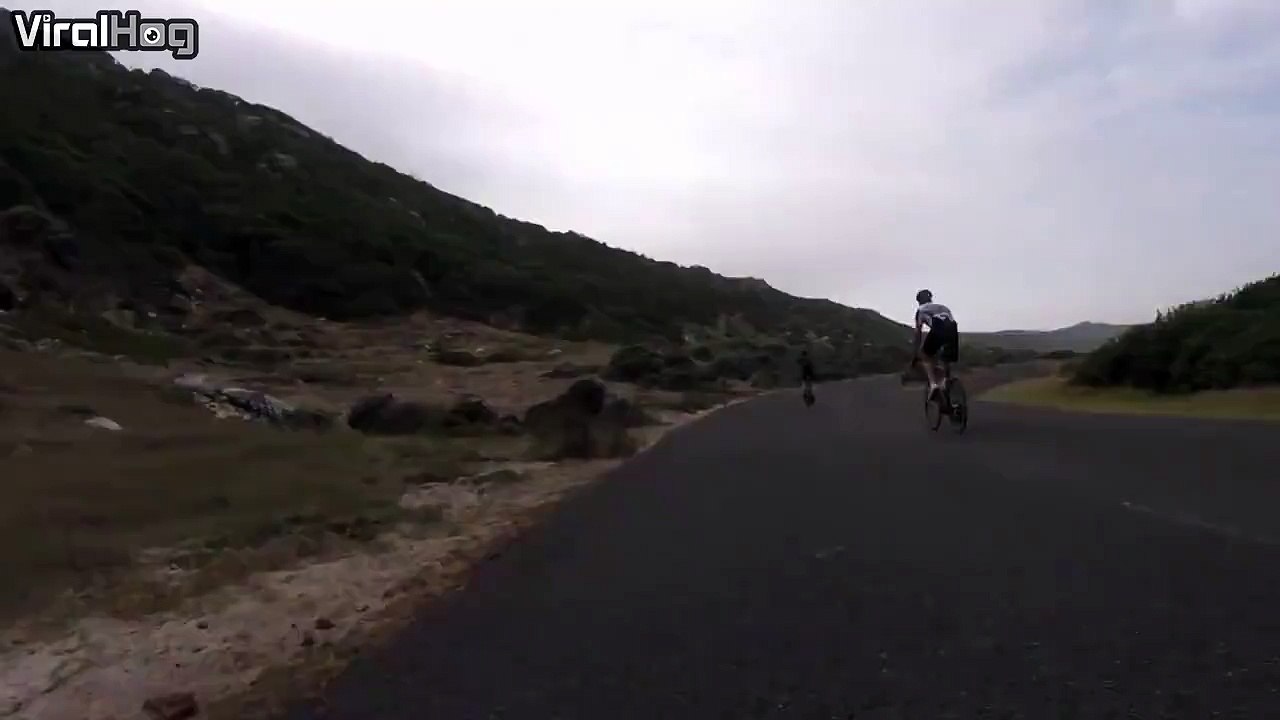 chased by an ostrich in the Cape of Good Hope, South Africa