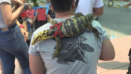 Bangkok, la jungla de asfalto de los animales exóticos
