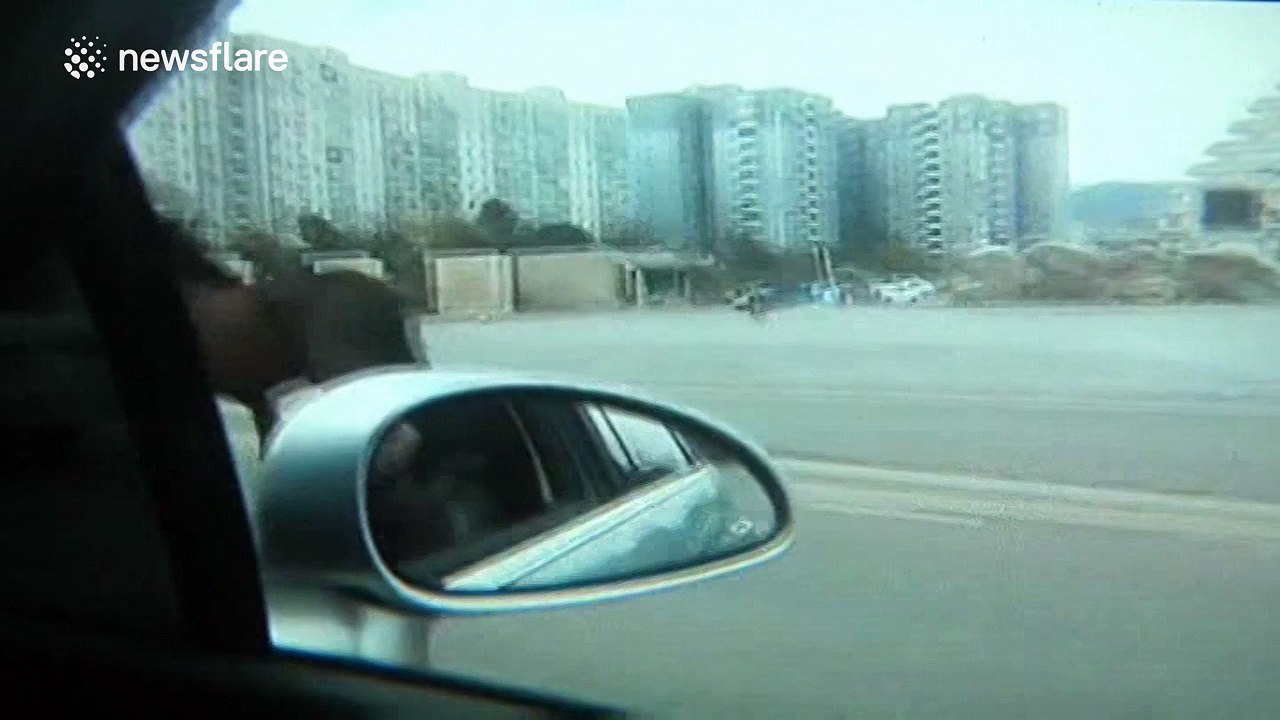 Horse, tied to tow bar, trots behind car on a road