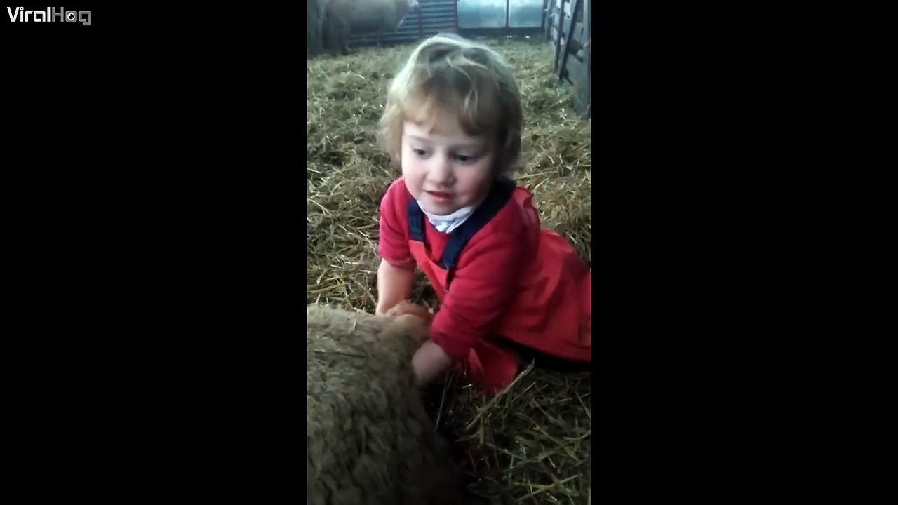 Three year old kid helps deliver a lamb