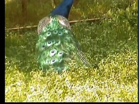 Мы опять отдыхаем в лесу на 5 августа летом — 2 часть видео