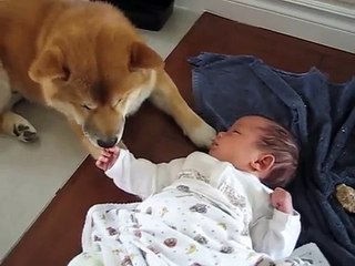L'adorable rencontre entre un Shiba Inu et un bébé