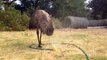 How funny to see an emu enjoying her morning shower!