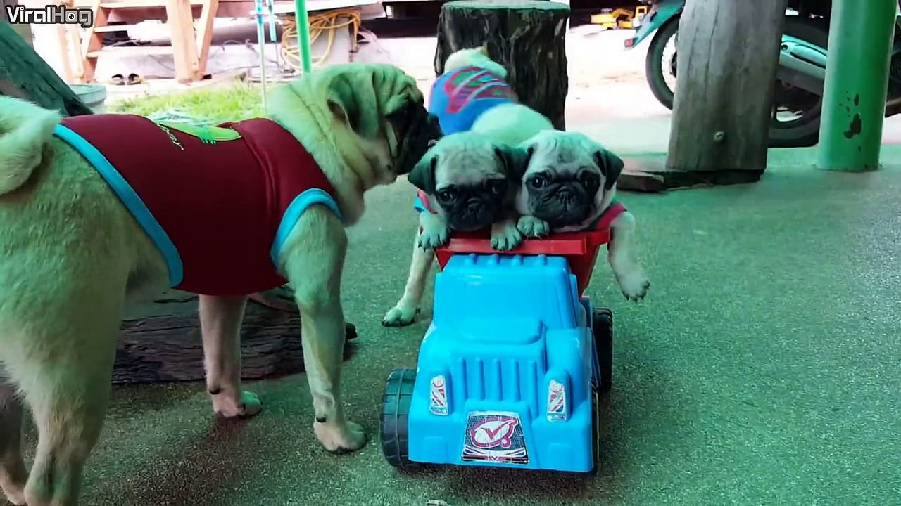 puppies in a toy truck!