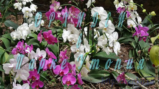 Орхидеи. Выставка орхидей в Парке Утопия. По Израилю