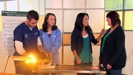 Cat Weight Loss Story - Albert: Episode 2 - Project Pet Slim Down