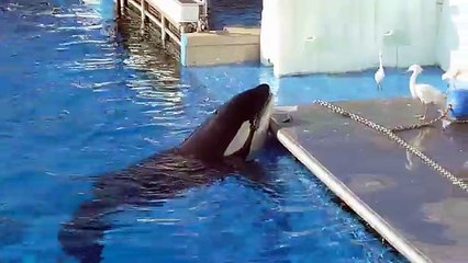 When Sea World Killer Whales Hunt Birds