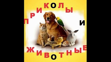 Бешаные скачки и смешные лошади 2015 (Wild horse races and funny horses 2015)