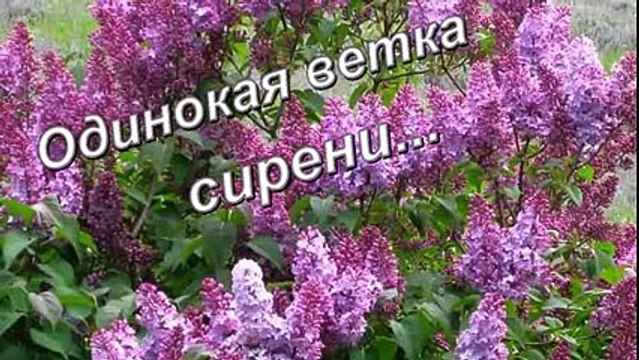 Фортепиано сирень. Одинокая ветка сиренени. Одинокая ветка. Одинокая ветка. Одинокая увтка сиререни.