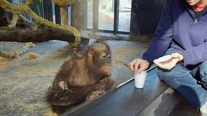 Il fait un tour de magie à un singe, sa réaction est hilarante..