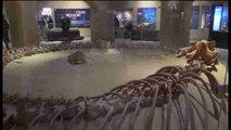 El Valle de las Ballenas de Egipto inaugura su museo con un esqueleto de 18 metros