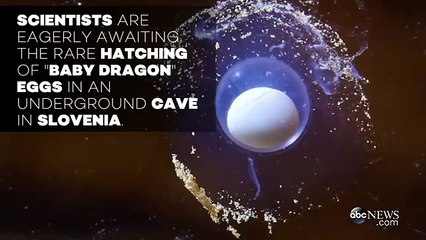Scientists Await Baby Dragon Hatchlings in Slovenian Cave