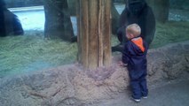 Niño juega con bebé gorila al escondite