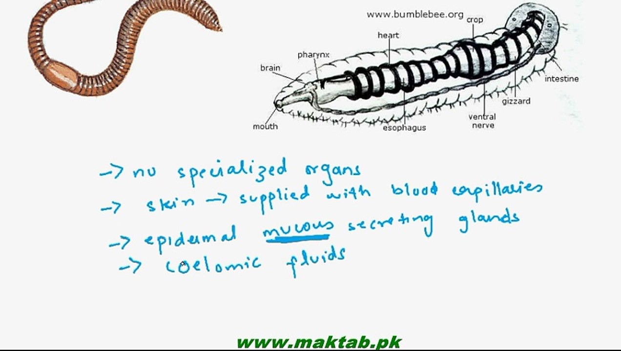 Respiratory in cockroach