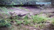 Over five lions found dead after flood water recedes