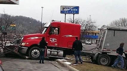 Un chien conduit un camion et sème la pagaille dans la ville