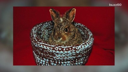 Group knits little homes for rescued animals and the results are adorable